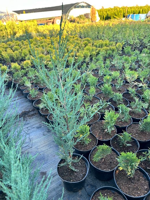 Jałowiec Blue Arrow 60-80cm DARMOWA DOSTAWA