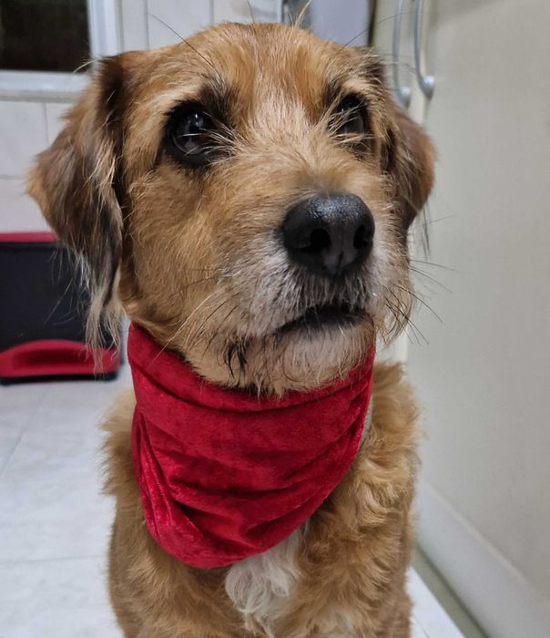 Bandana Natalícia para cão