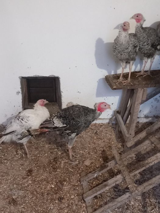 Індик. Домашні тварини,  Сільгосп.тварини