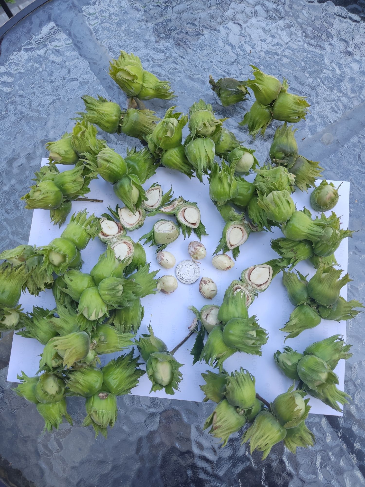 Orzechy laskowe duże na zielono 5 kg