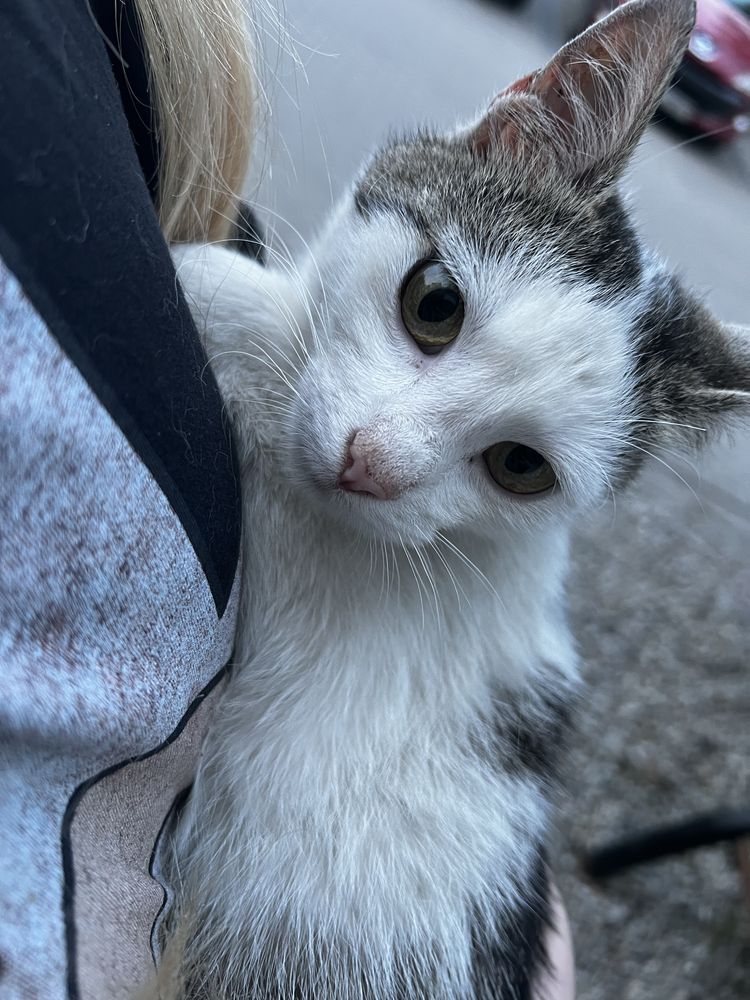 Silver (FeLV+) - mały, młody kot, kociak, kocurek do adopcji za darmo