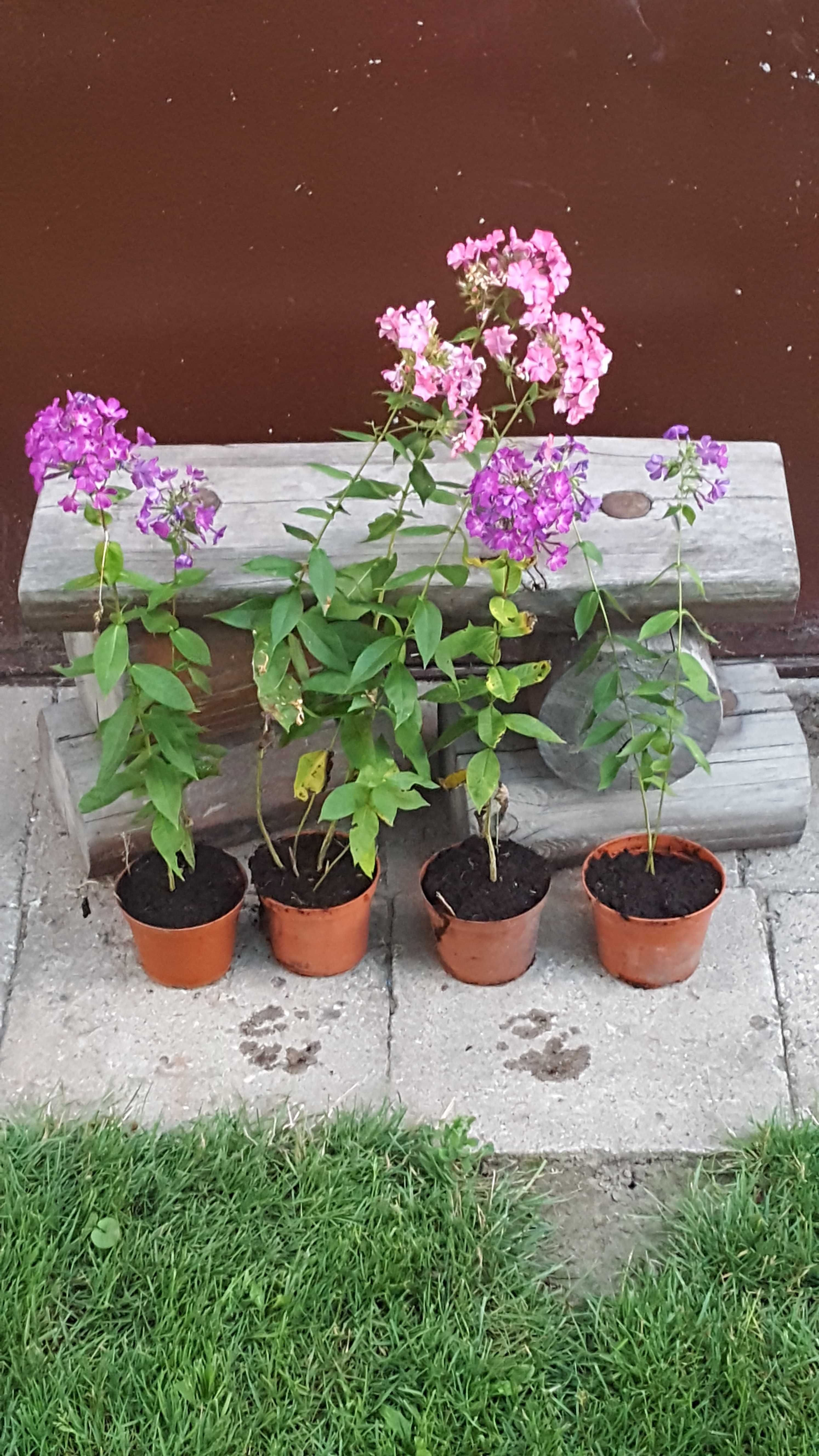 Sadzonki floksów i inne byliny