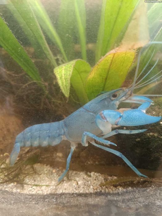 Lagostim Azul Eletrico/Eletric Blue Crayfish