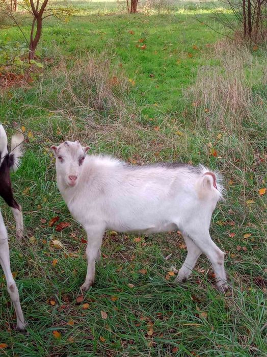 Продам козла молодого Ла-Манчі