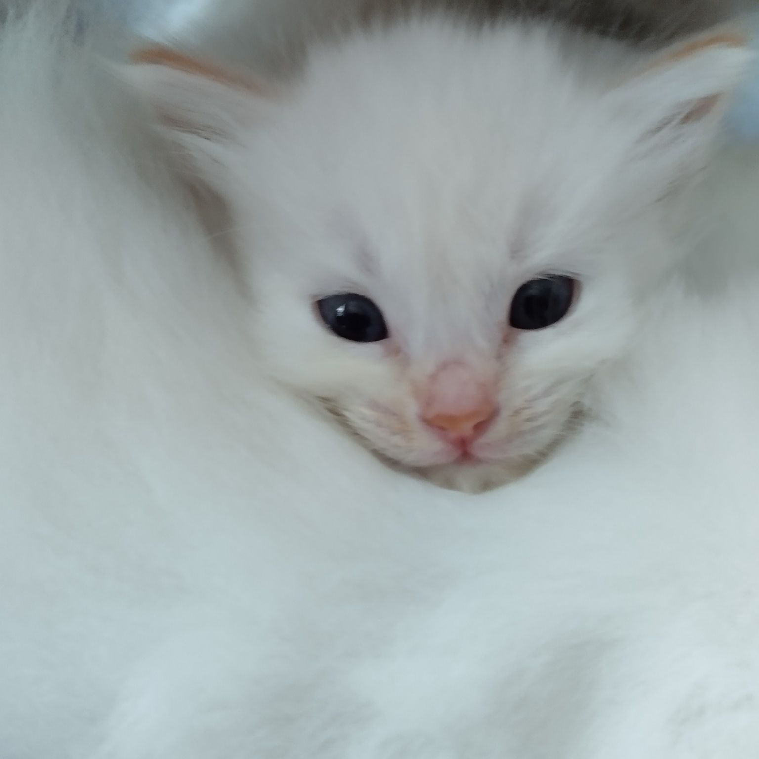 Невські маскарадні кошенята