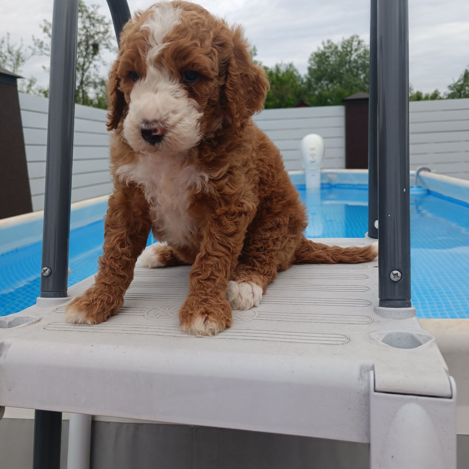 Голдендудль Ф1б. Goldendoodle F1b. Хлопчик. Київ