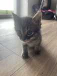 5 tygodniowe koty, oddam do dobrego domu :)