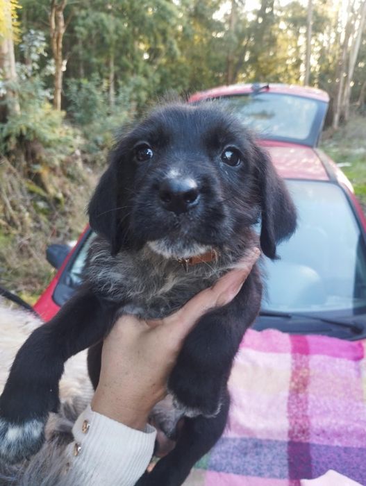 Valentim para adoção muito responsável