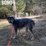 Mini wilczarz, 1, 5 roczny 15kg Bono adopcja za darmo oddam