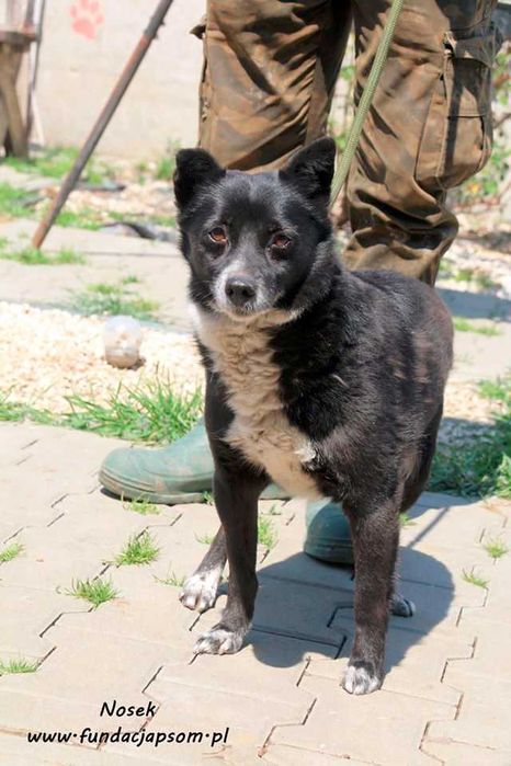 Nosek - spokojny psiak