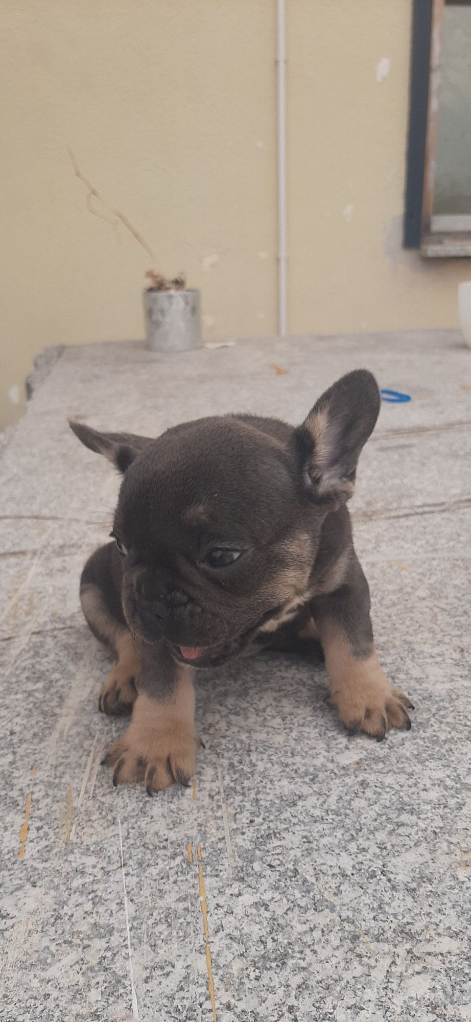 Bulldog Francês blue   tan