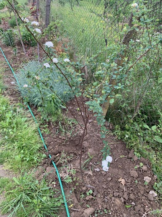 Спірея вангутта закрита коренева