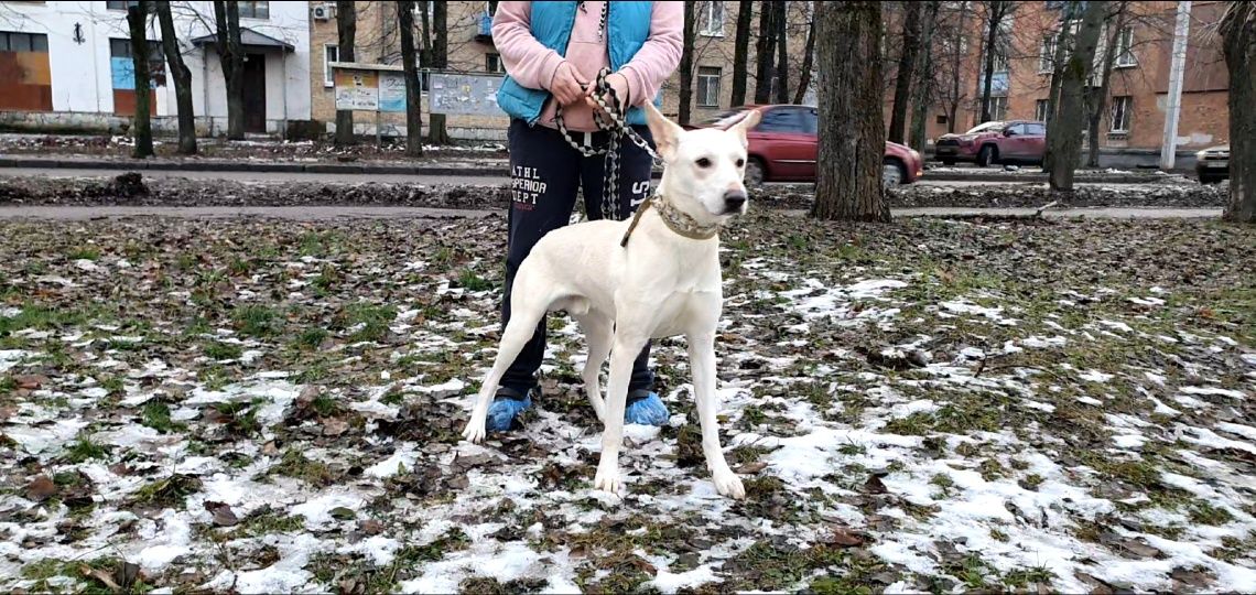 Отдадим песика в добрые руки (с международными документами)