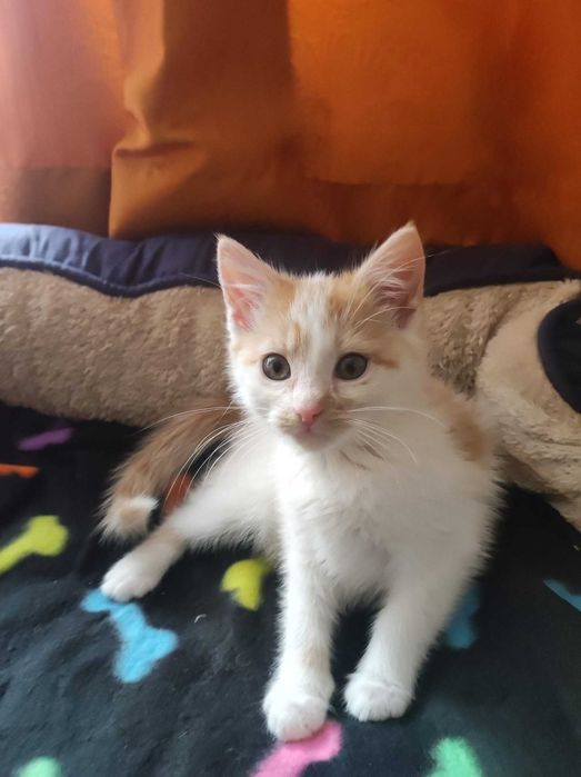 Błagam o dom, malutkie kotki