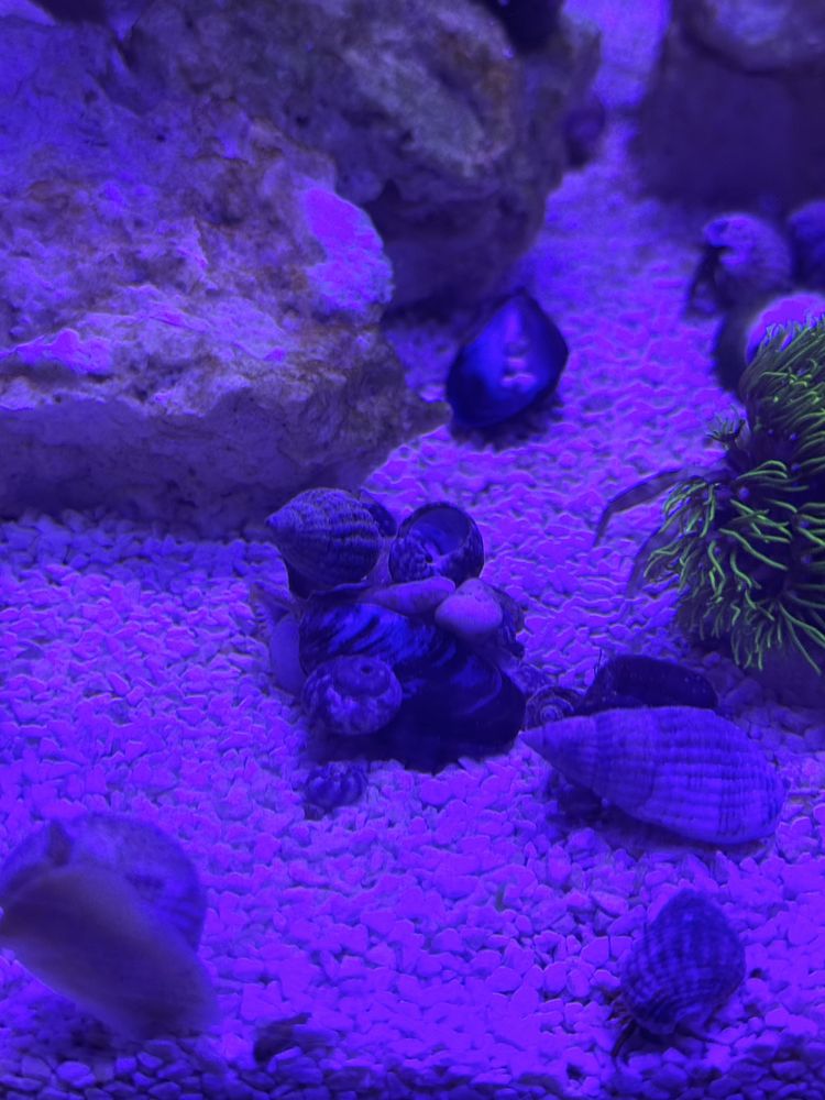 Pack de caracóis Nassarius e eremitas — limpeza para aquário marinho