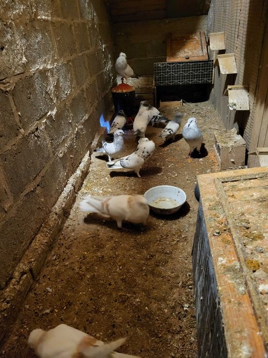 Sprzedam Garłacze Koroniaste