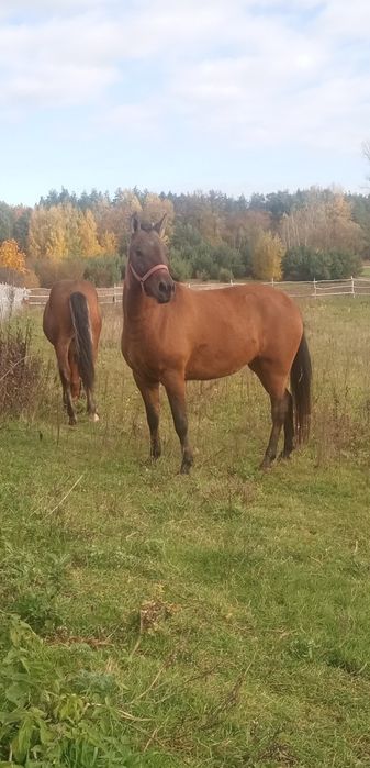 Sprzedam lub zamienię źrebaka i klacz huculska