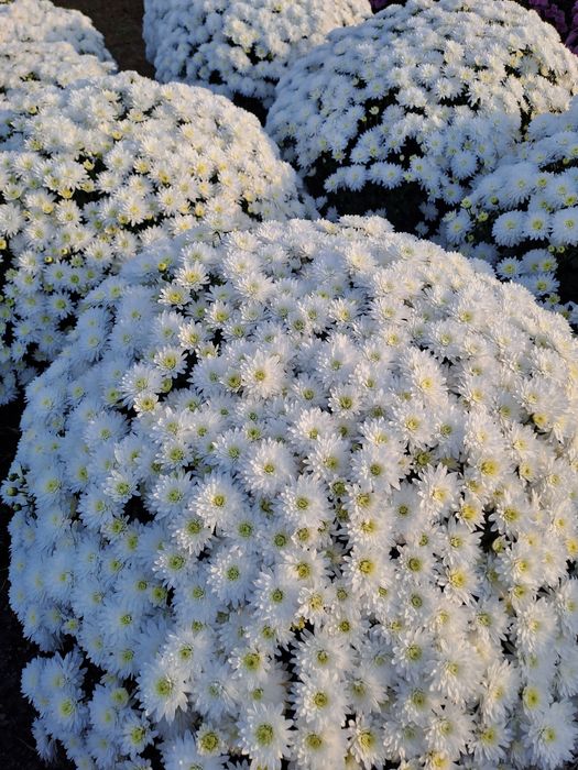 Chryzantemy drobnokwiatowe