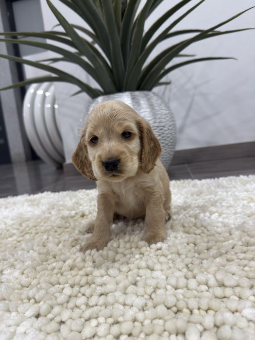 Cocker spaniel  inguels