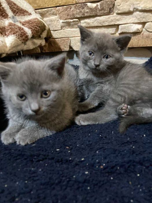 Британські кошенята