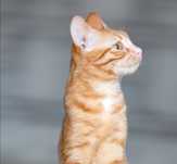 милый котик подросток Данке, котенок 1.5 года, рыжий малыш, мальчик