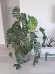Monstera duża piękna roślina Ok. 1.7 m