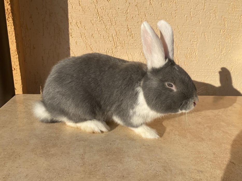 Продам кроликів