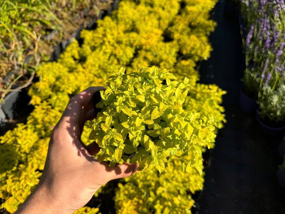 Przetacznik rozesłany żółty 'Aztec Gold' (Veronica prostrata) 1.0L