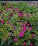 Sementes  e plantas de linda à noite ( mirabilis jalapa)