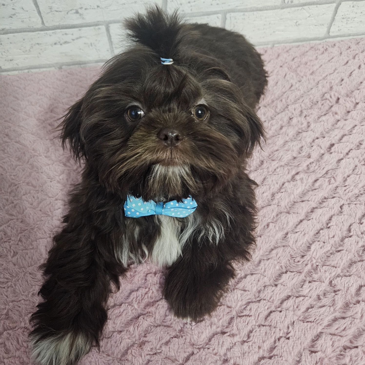 Shih Tzu samiec czekoladowy