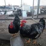 Sprzedam koguty Barnevelder