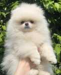 Szpic miniaturowy Pomeranian miś  !  hodowla FCI