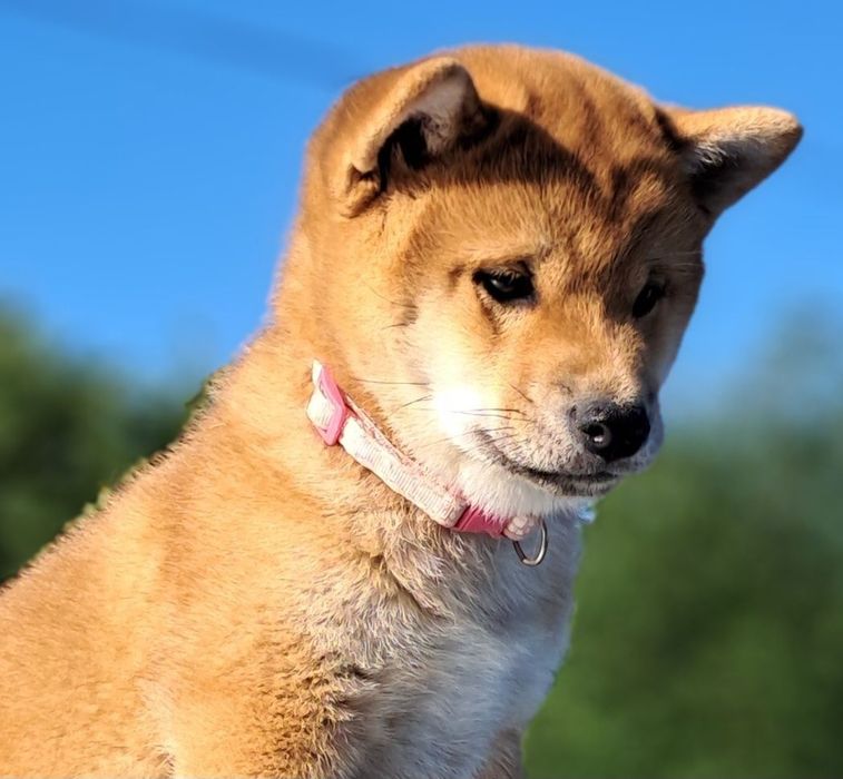 ШИБА-ІНУ дівчата-хлопці Оіційний розплідник КСУ/FCI