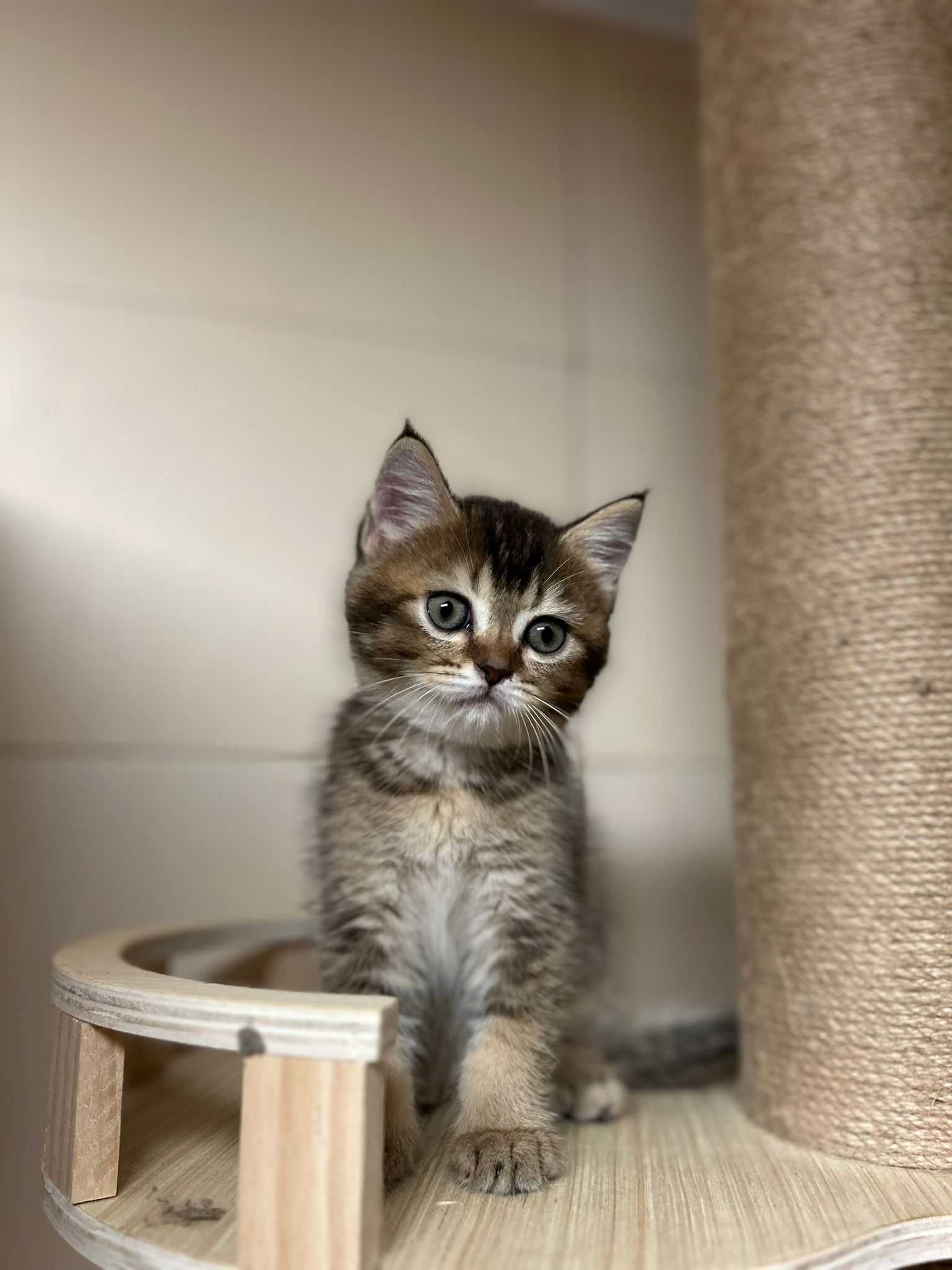 Scottish Straigth, tabby, Algarve