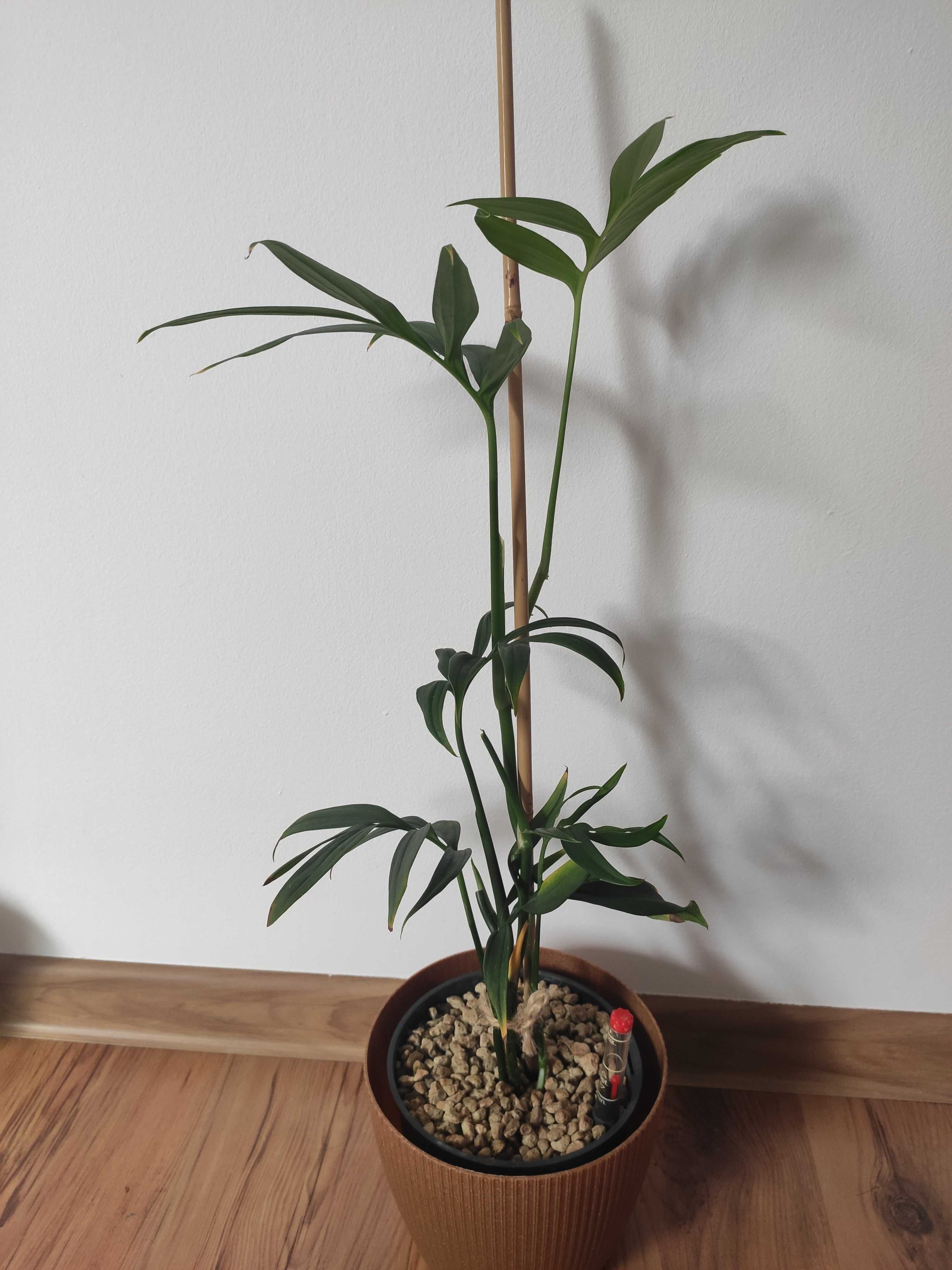 Monstera Subpinnata