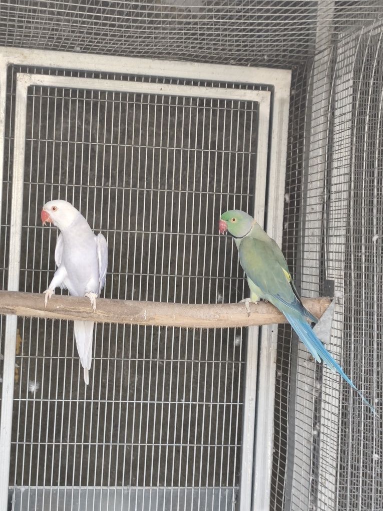 Casal reprodutor