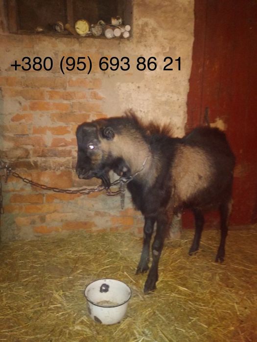 Продам цапа, Ламанча