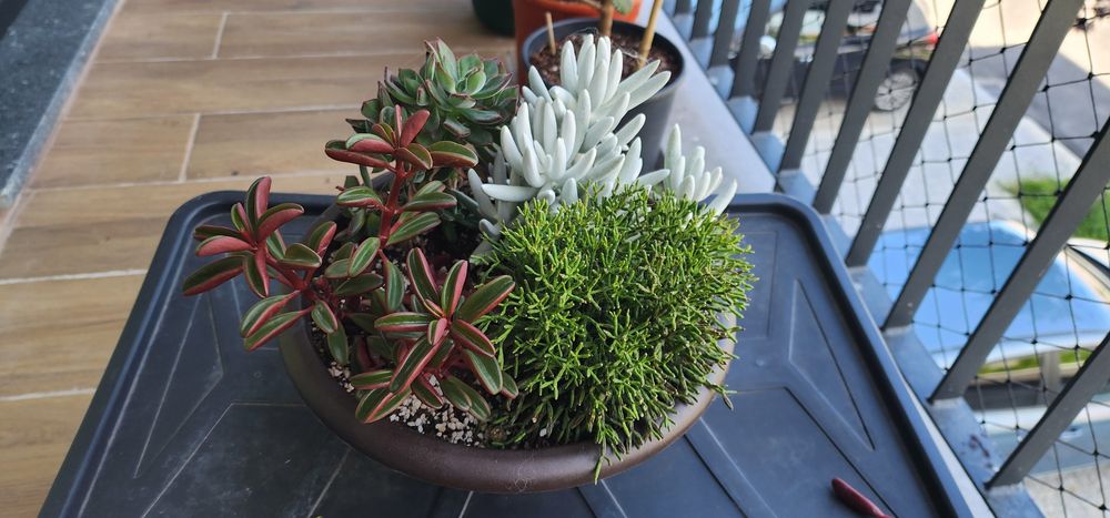 Plantas Suculentas Naturais