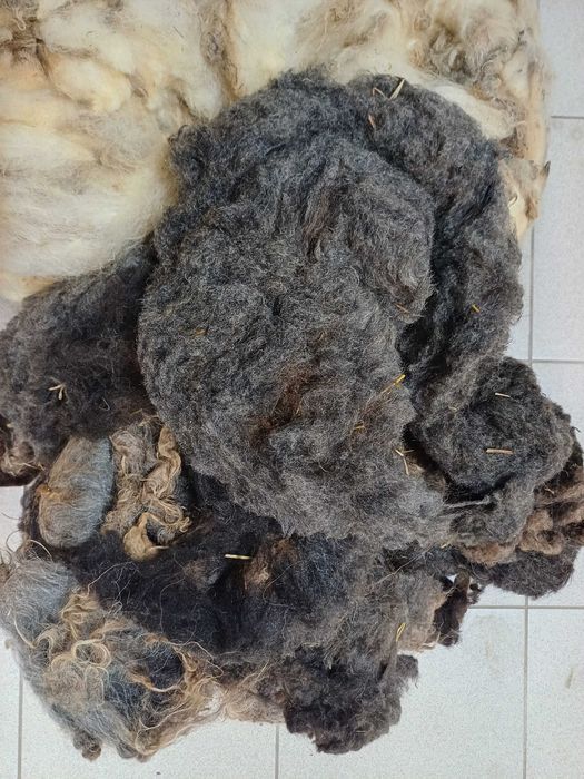 Oddam za darmo wełnę owczą