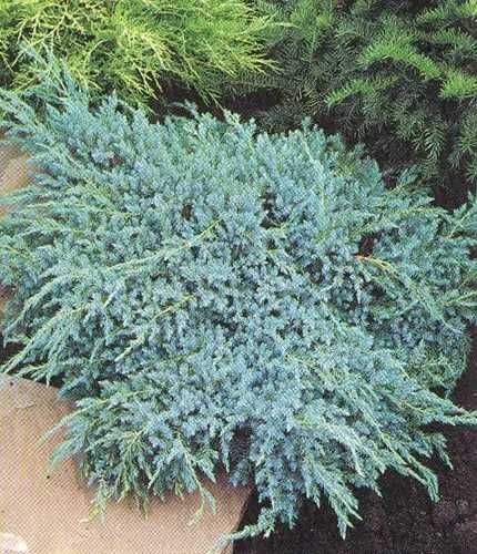 Ялівець лускатий Blue Carpet 2 річний/Juniperus squamata Blue Carpet