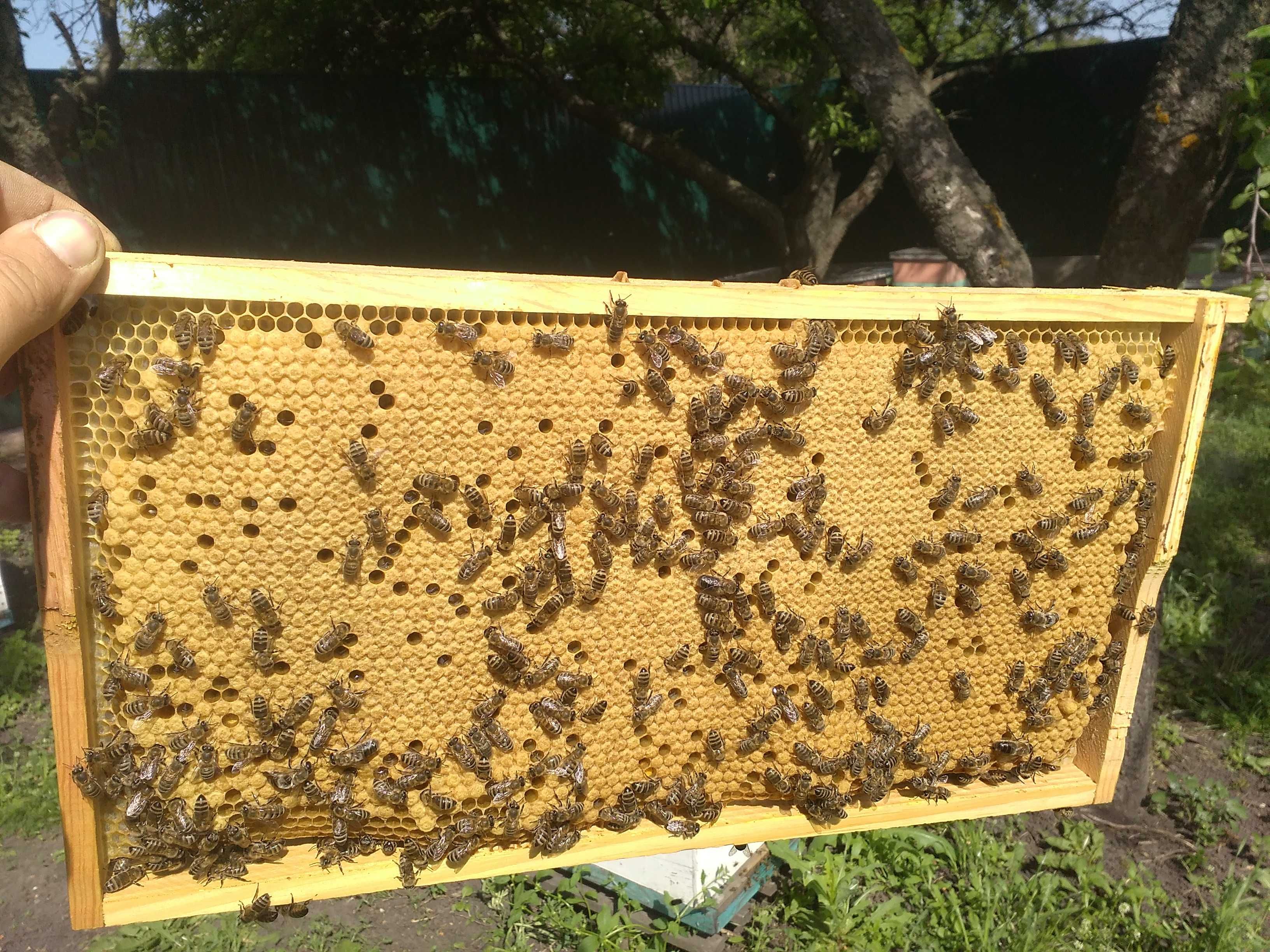 Бджолосім'ї. Бджолині сім'ї карніка. Пчелосемьи карника.
