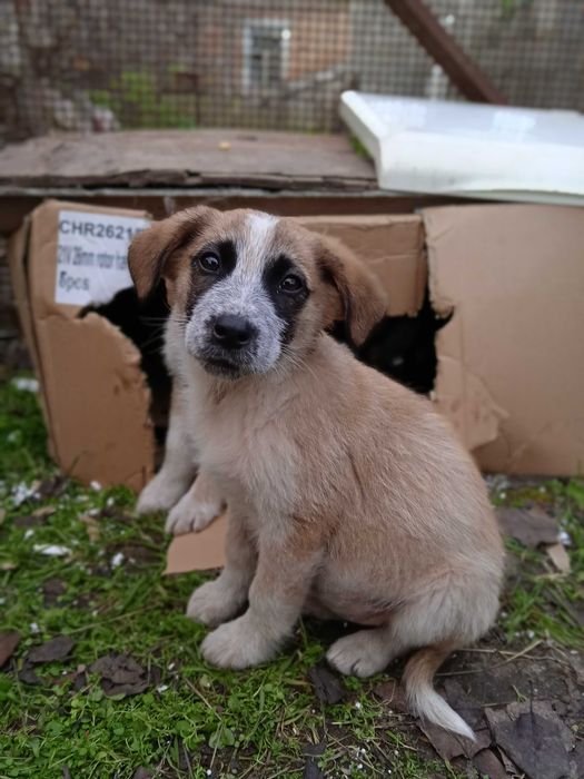 Цуценята в добрі руки!