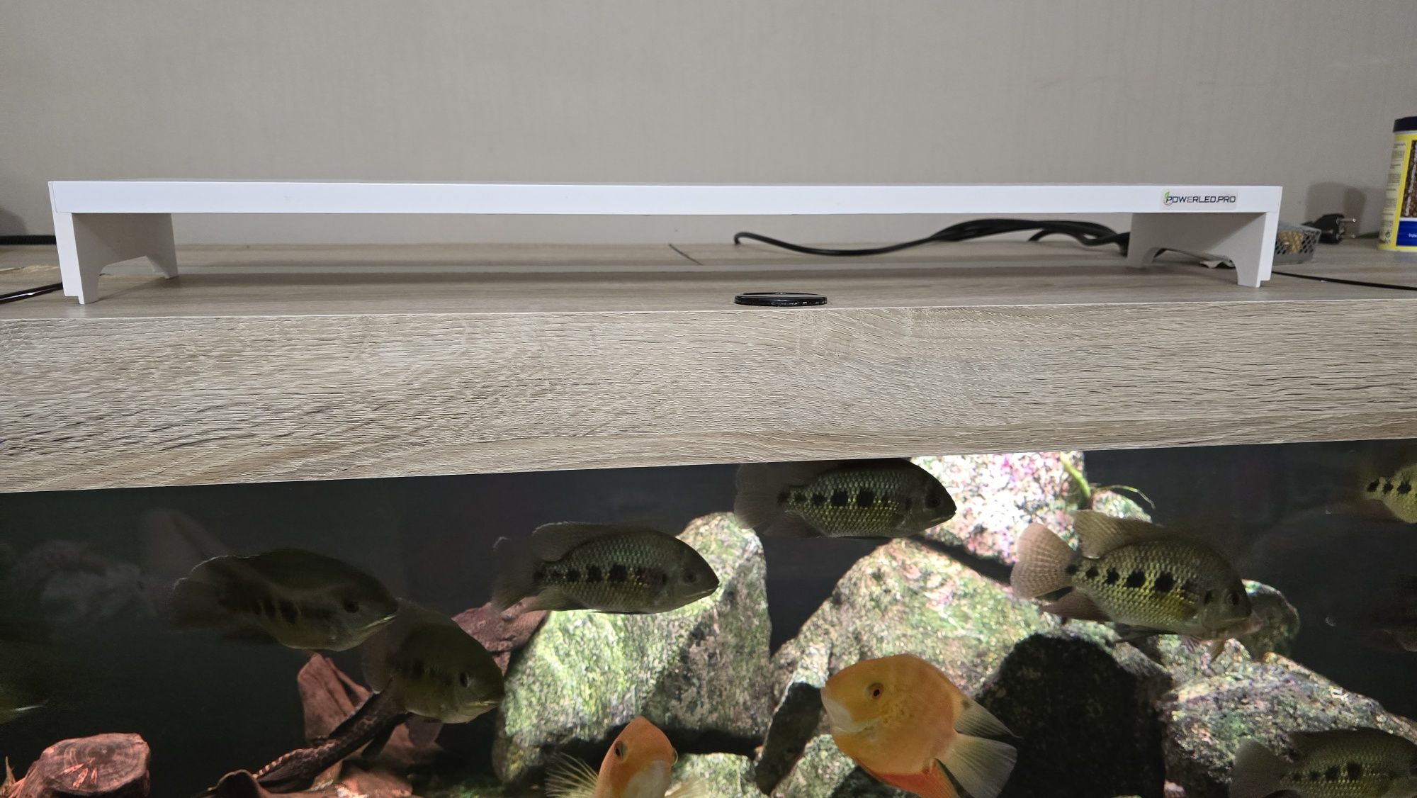Do akwarium 80 cm - lampa powerled ze sterownikiem
