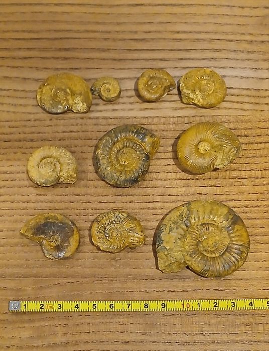 Zestaw amonitów jurajskich. Wyprzedaż kolekcji.