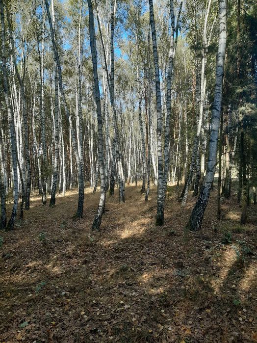 Sprzedam  zalesioną działkę w miejscowości Nowa Wieś Śladów 1,18 ha