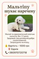 Мальтіпу для вязки