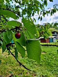 Naturalny Miód z domowej pasieki