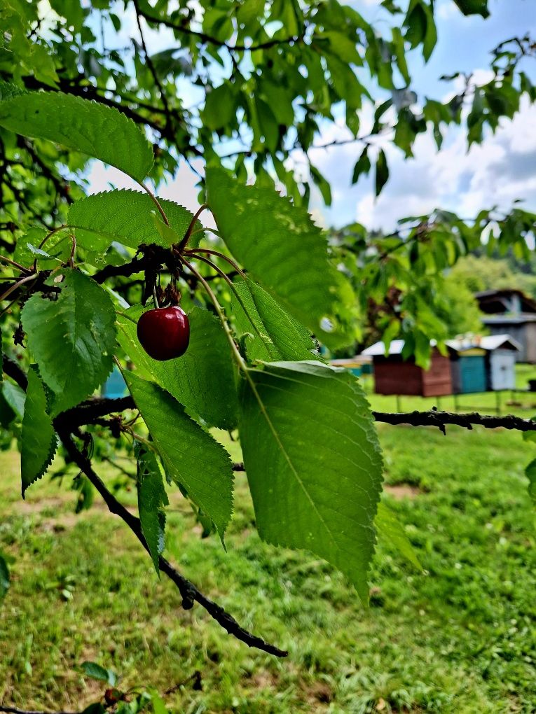 Naturalny Miód z domowej pasieki