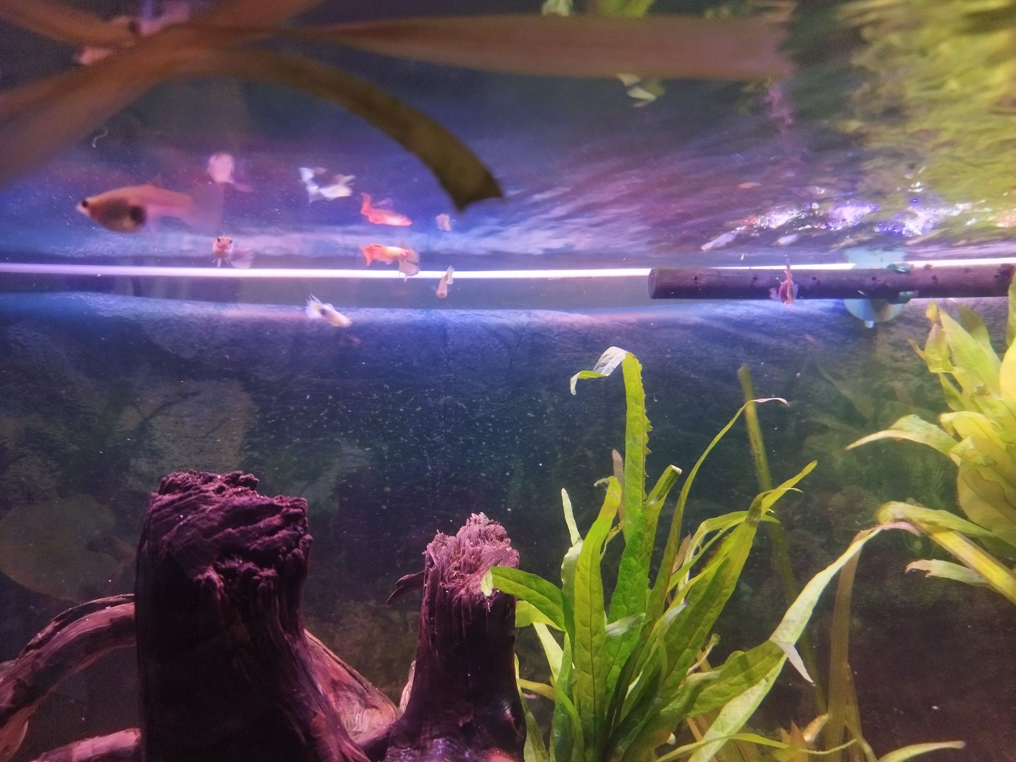 LOTE Guppys guppies criação própria