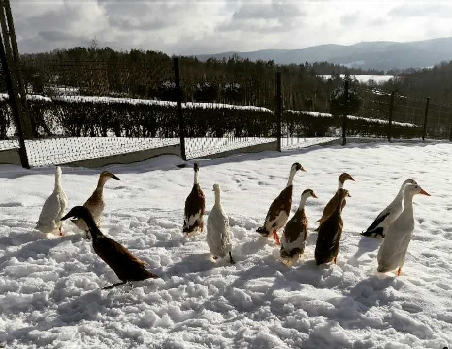 Biegusy - jaja piękne kolory. Jaja biegusów .